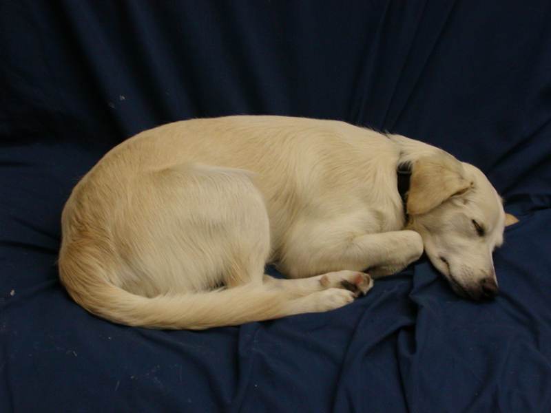 why do dogs bark in their sleep